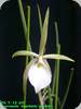 Brassavola flagellaris